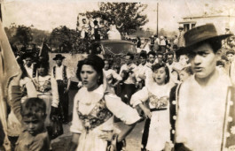 Malmequeres da Noêda